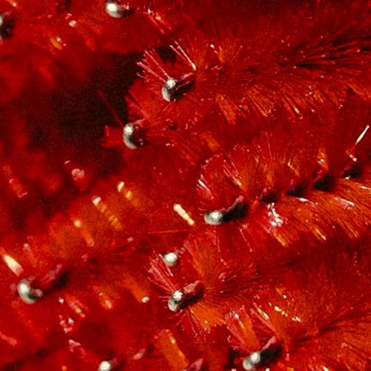 Lash Cluster Package Deal ✨